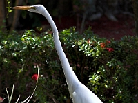 Flamingo 3